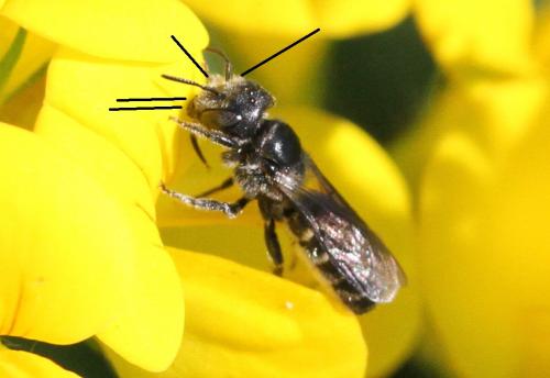Réf. 219 738 : Hoplitis leucomelana